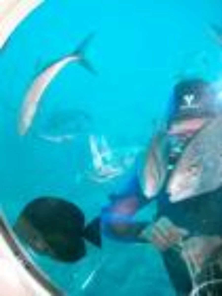 Snorkeling trip on Guiftun Island in the Red Sea